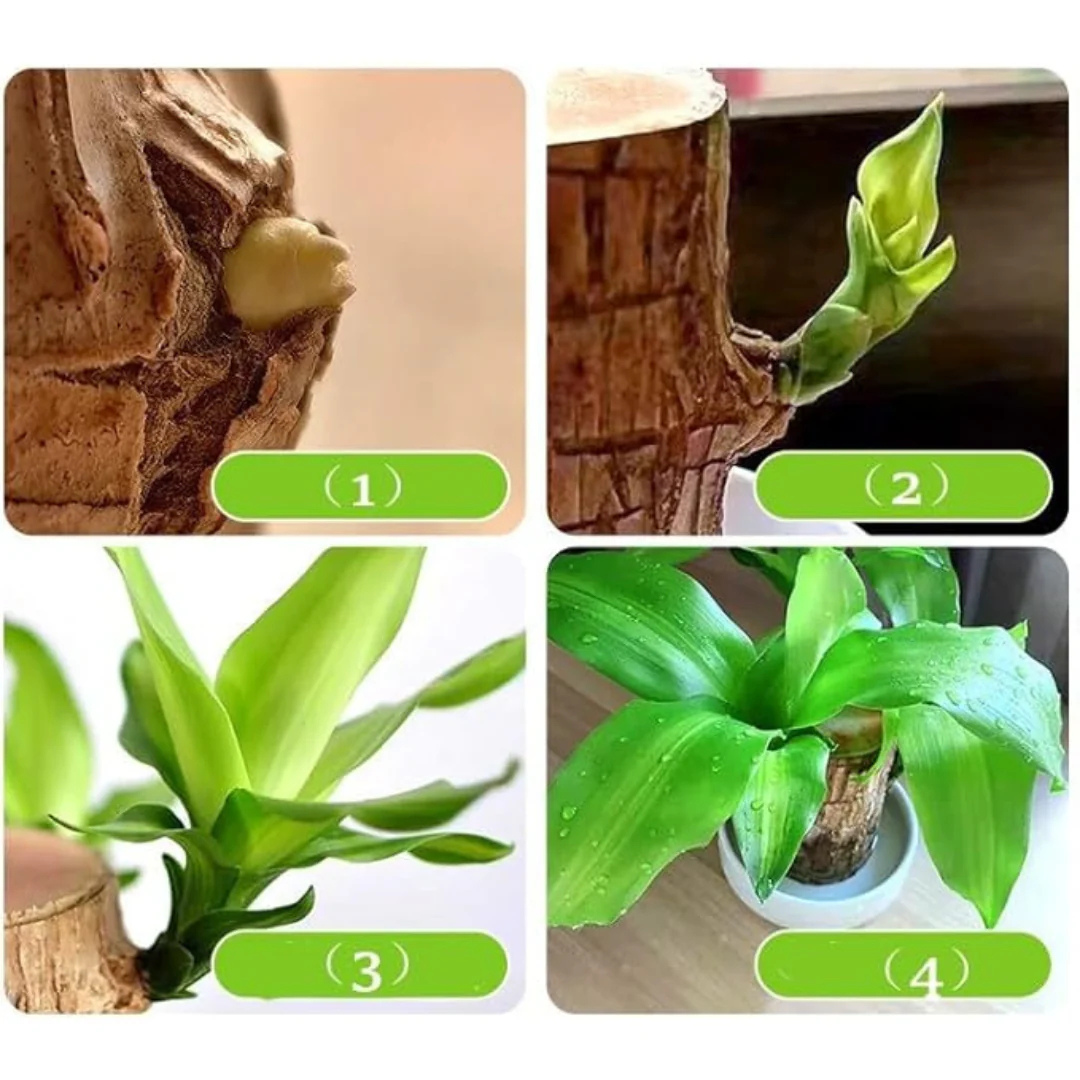 Madeira da Sorte com Monge Raro: Um Símbolo de Prosperidade - [Promoção Compre 1 Leve 2🔥]